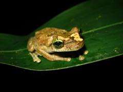 Why more species live in the Amazon rainforests