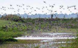Wild ducks take off from a pond at a bird sanctuary in the town of Candaba