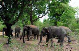 Wild elephants gather near an electric fence holding them back at the Udawalawe wildlife sanctuary in Sri Lanka today