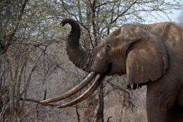 Wildlife watchdog TRAFFIC has said the global illegal ivory trade has grown since 2004