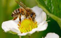 Wild pollinators contribute more than honeybees