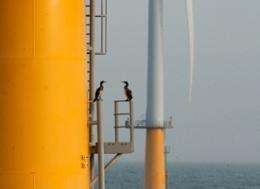Wind farm in North Sea has positive net impact on fauna