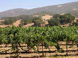 Wine grapevines and native plants make a fine blend, study shows