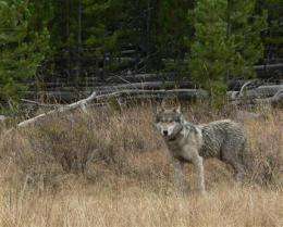 Wolves to come off endangered list within 60 days (AP)