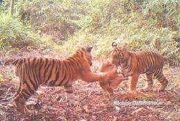 WWF's camera traps recorded 404 photos of wild cats, including 226 of Sumatran tigers