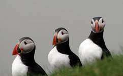 Young puffins work out their own migration routes