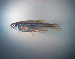 Zebrafish regrow fins using multiple cell types, not identical stem cells