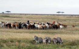 Zebras vs. cattle: Not so black-and-white