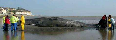 ZSL scientists investigate sperm whale death