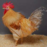 GM chickens that don't transmit bird flu developed