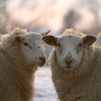 Sheep smarter than previously believed