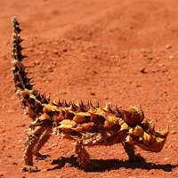 Meet a thorny devil through the Map of Life