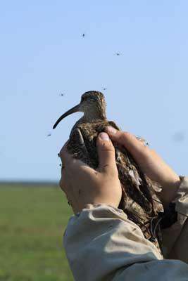 Scientists examine fall migratory pathways and habits of whimbrels