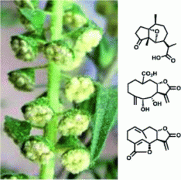 Electrophilic sneeze: Terpenoids isolated from common ragweed show ability to induce airways irritation