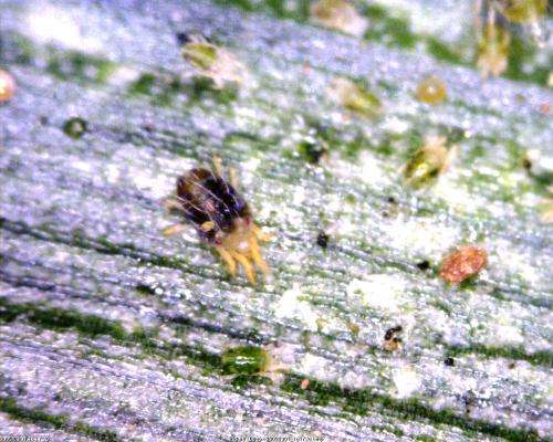 2012 produced extreme spider mite infestations in corn