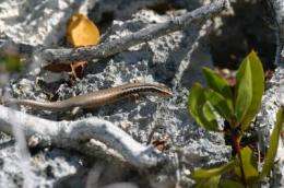 24 new species of lizards discovered on Caribbean islands are close to extinction