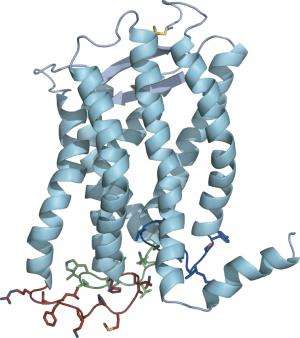3D structure of an unmodified G protein-coupled receptor in its natural habitat