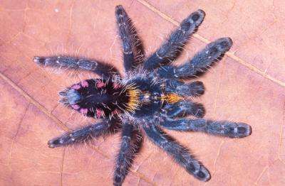 9 colorful and endangered tree-dwelling tarantulas discovered in Brazil