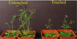 A bit touchy: Plants' insect defenses activated by touch