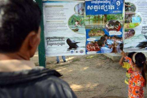 A Cambodian man looks at dolphin conservation posters at a tourist site along the Mekong river on December 6, 2012