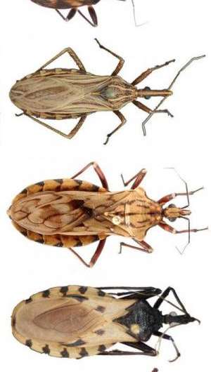 A clearer picture of how assassin bugs evolved