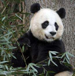 A cub is born to giant panda at National Zoo