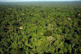Aerial view of the Amazonic forest reserve in northern Brazil