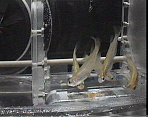 A fish friendly facility for the international space station