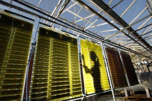 Algae-fueled bioreactor shows promise as synthetic natural gas producer