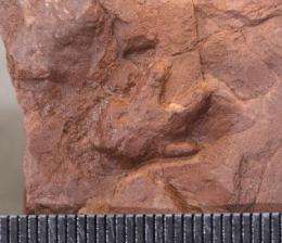 Ancient dinosaur nursery oldest nesting site yet found