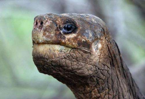 An international workshop is to be held in July on strategies for restoring tortoise populations, in George's memory