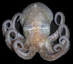 Antarctic octopus tells story of ice-sheet collapse