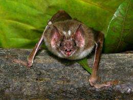 An undated handout photo released by Nature magazine shows a vampire bat
