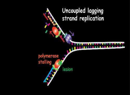 A pathway to bypass DNA lesions in the replication process is experimentally shown