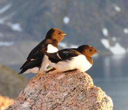 Arctic seabirds adapt to climate change