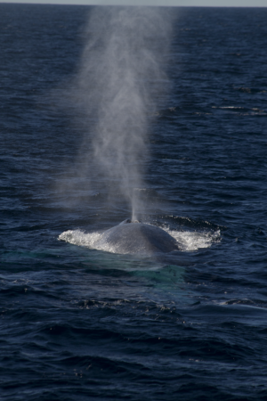 Australian blue whales now call Antarctica home