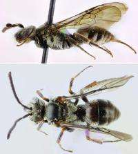 Bees that go 'Cuckoo' in others' nests