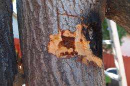 Beetle-fungus disease threatens crops and landscape trees in Southern California