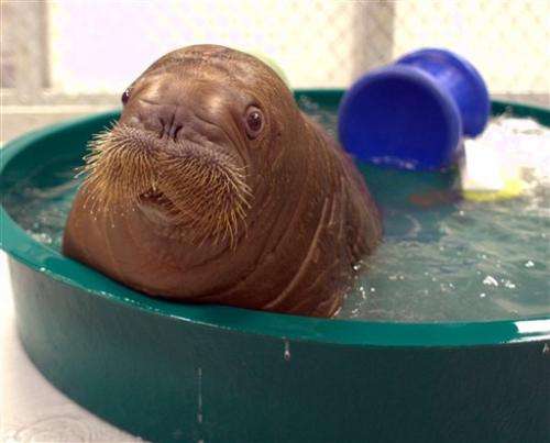 Big baby walrus coming to NYC aquarium