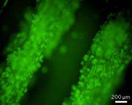Biomaterials: Building up stem cell production