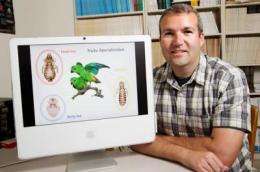 Bird louse study shows how evolution sometimes repeats itself