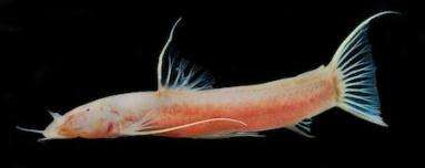 Blind cavefish use teeth to find their way, research shows