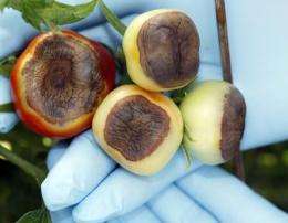 Blossom end rot plummets in Purdue-developed transgenic tomato