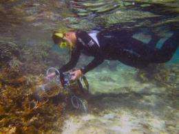 Bodyguard fish: Corals attacked by toxic seaweed use chemical 911 signals to summon help