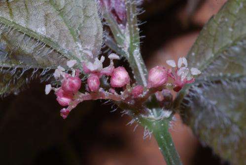 Cave dwelling nettle discovered in China