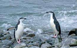 Changing climate, not tourism, seems to be driving decline in chinstrap-penguin populations