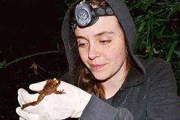 Chilean biologist saving forests with frogs