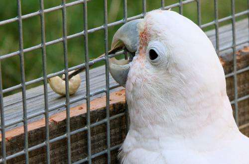 Cockatoo 'can make its own tools'