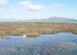 Coral reef thriving in sediment-laden waters
