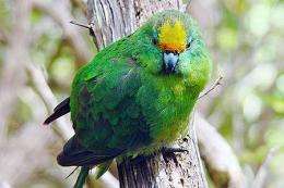 Critically endangered parakeets back from the brink on Maud Island